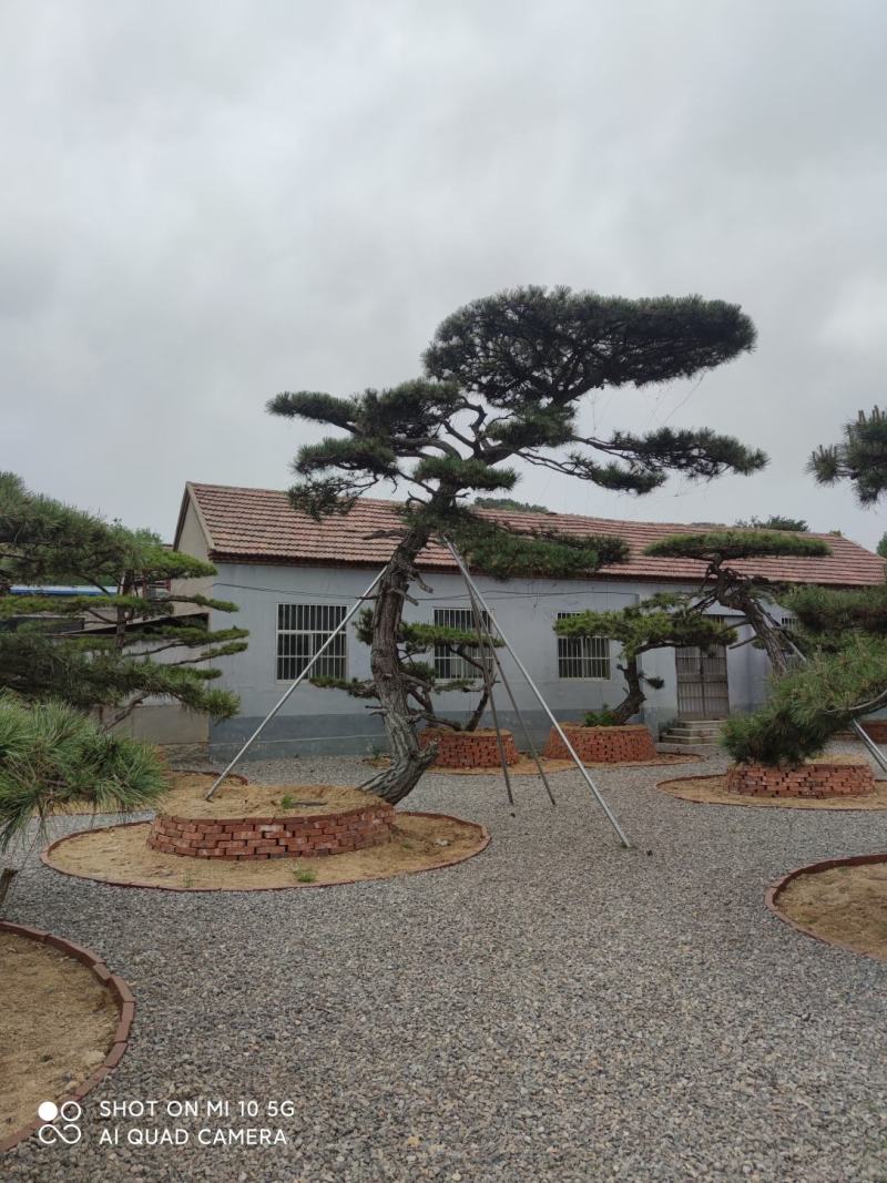 造型松