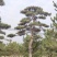 造型松