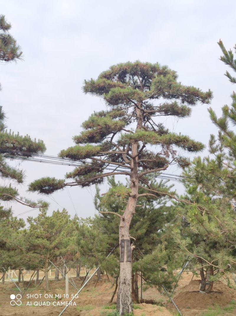 造型松