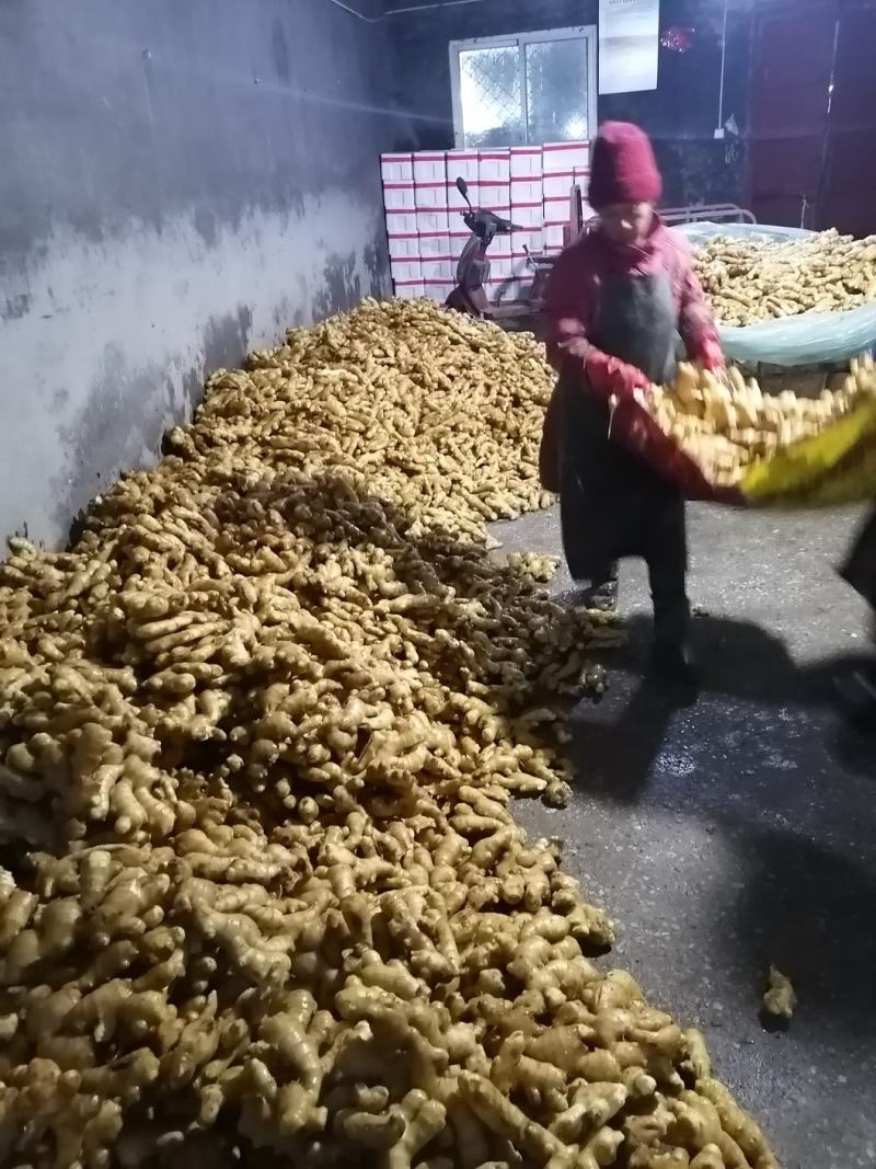 昌邑大姜
