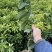 （牛）广西正宗沃柑苗，砂糖橘，金秋，免费指导种植技术