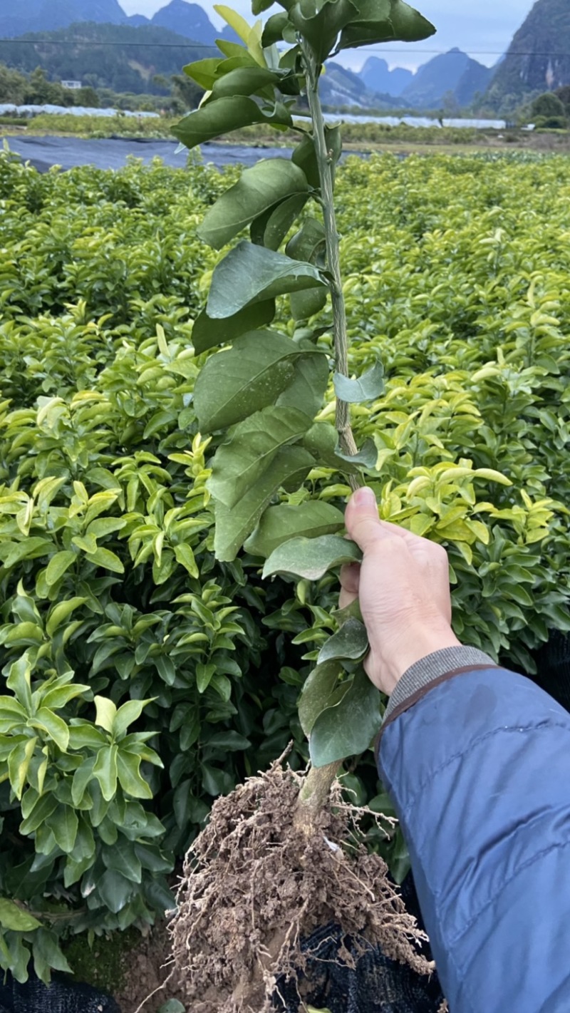 （牛）广西正宗沃柑苗，砂糖橘，金秋，免费指导种植技术