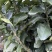 （牛）广西正宗沃柑苗，砂糖橘，金秋，免费指导种植技术