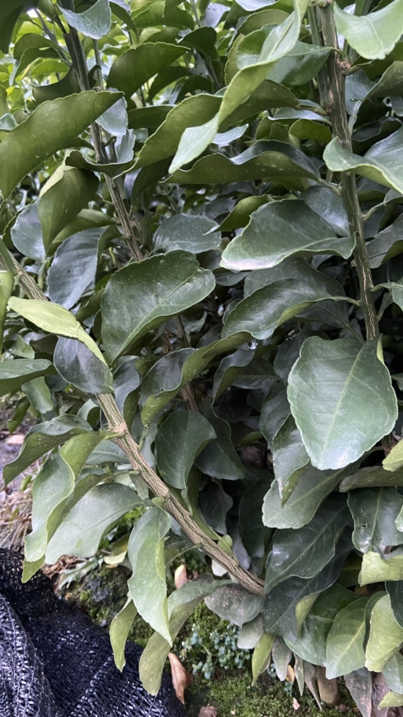 （牛）广西正宗沃柑苗，砂糖橘，金秋，免费指导种植技术