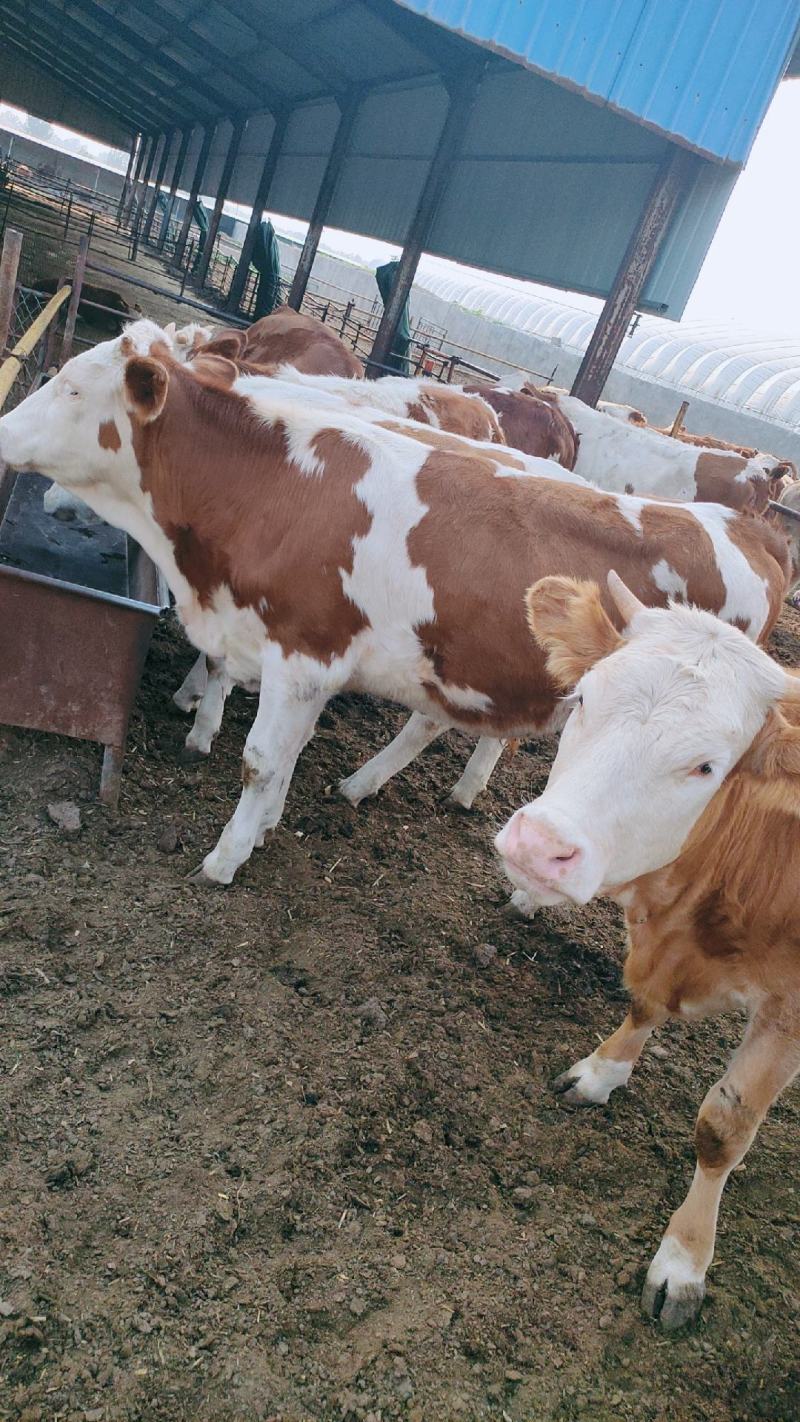 肉牛犊西门塔尔牛犊包技术包回收免费运输货到付款