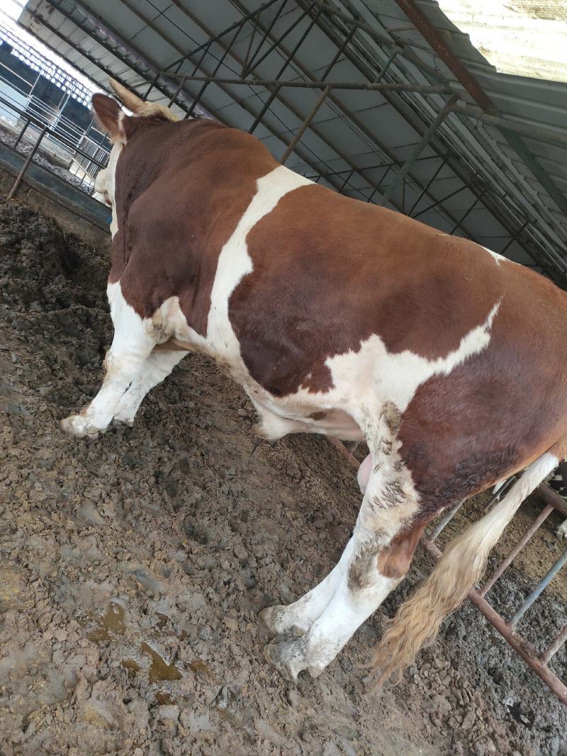 肉牛犊西门塔尔牛犊包技术包回收免费运输货到付款