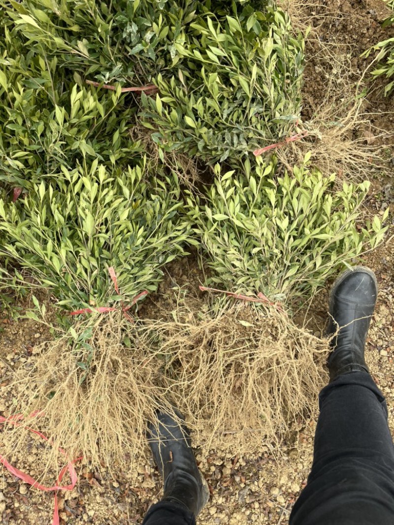 基地现大量供应小叶栀子花，苗子漂亮，欢迎前来选购咨询