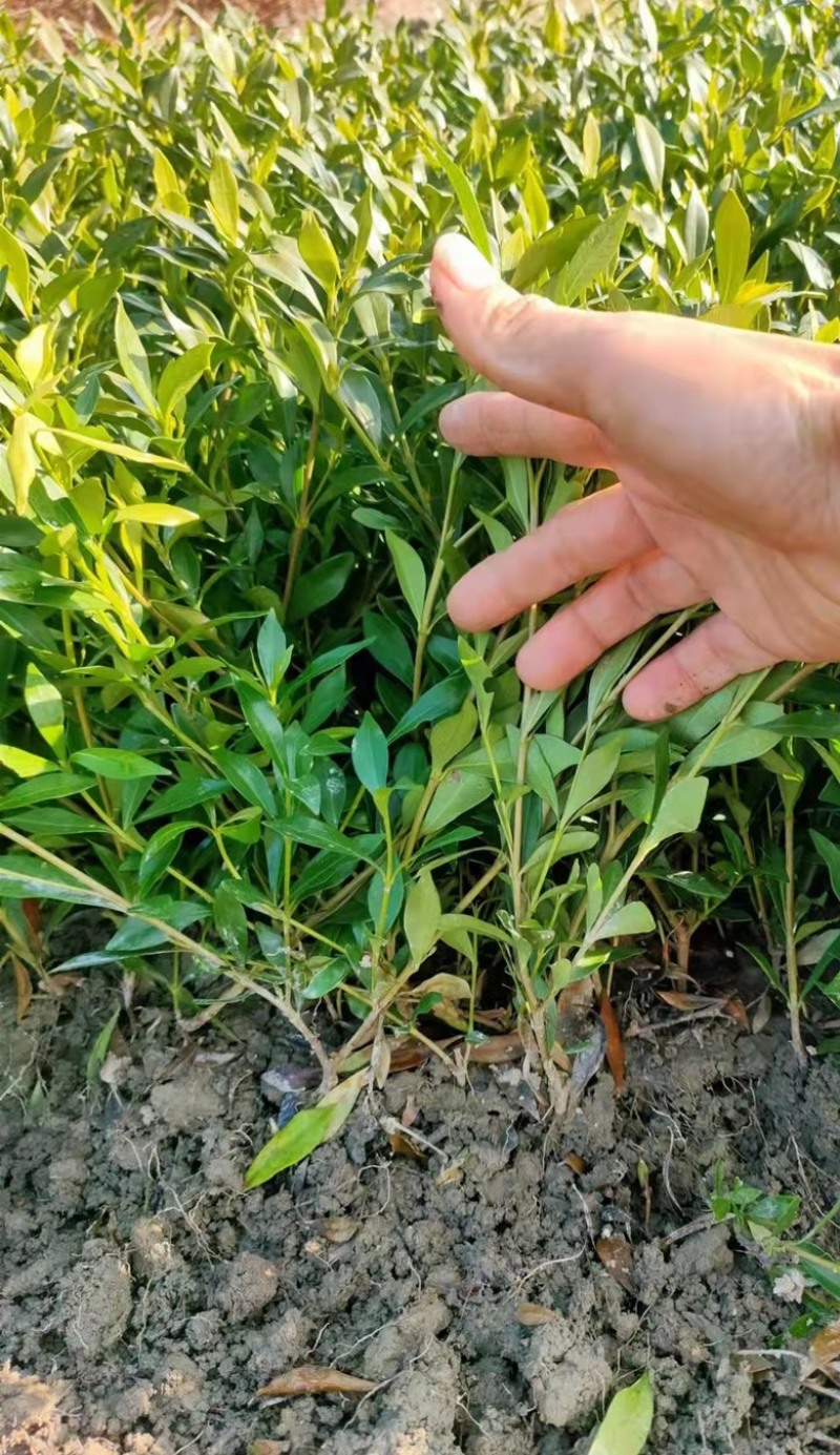 基地现大量供应小叶栀子花，苗子漂亮，欢迎前来选购咨询