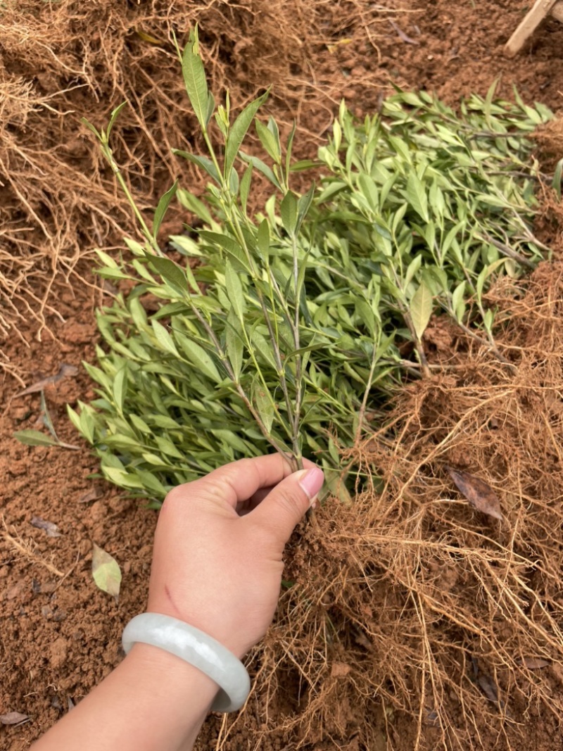 基地现大量供应小叶栀子花，苗子漂亮，欢迎前来选购咨询