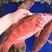 新鲜东星斑石斑鱼鲜活速冻燕尾斑深海瓜子斑海鲜水产批发海鱼