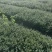 基地现大量供应龟甲冬青小苗，欢迎前来选购咨询