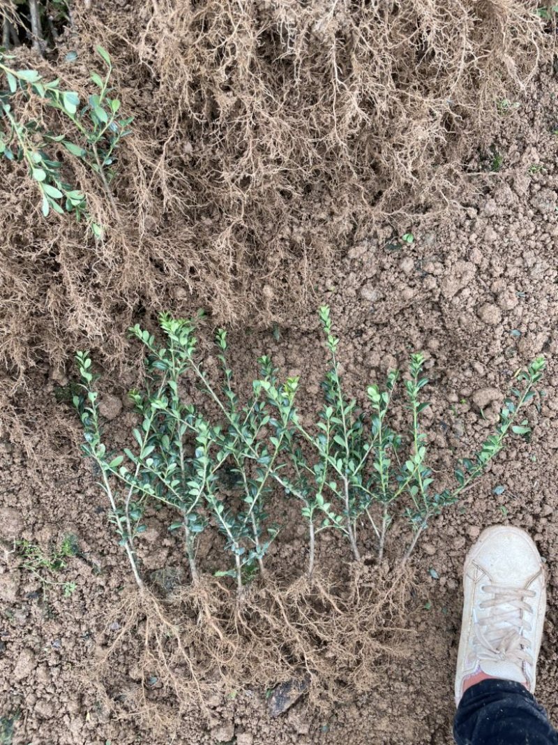 基地现大量供应龟甲冬青小苗，欢迎前来选购咨询