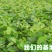 辽宁妮娜皇后葡萄苗品种纯正产地直发供货量大包技术