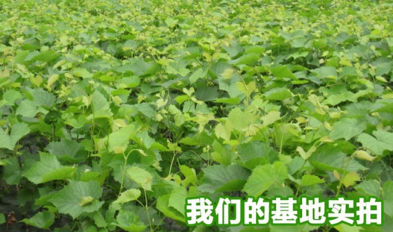 辽宁妮娜皇后葡萄苗品种纯正产地直发供货量大包技术