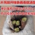 辽宁妮娜皇后葡萄苗品种纯正产地直发供货量大包技术