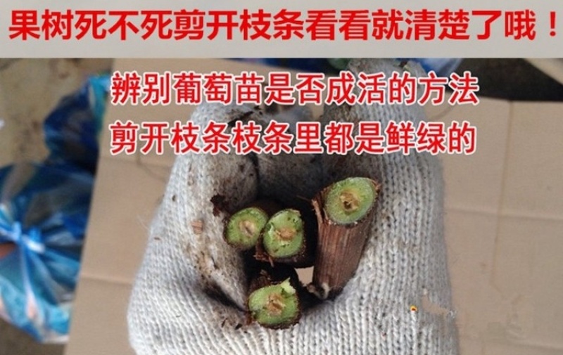 辽宁妮娜皇后葡萄苗品种纯正产地直发供货量大包技术