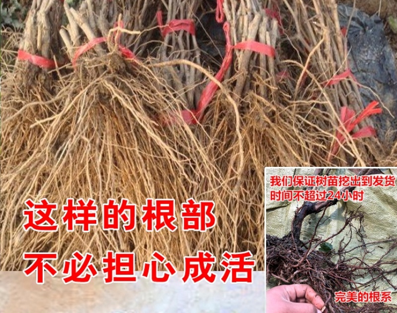 辽宁妮娜皇后葡萄苗品种纯正产地直发供货量大包技术