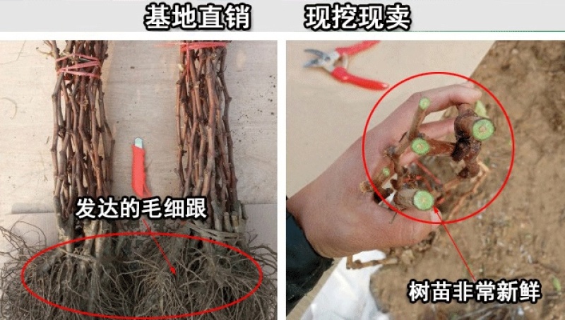 辽宁妮娜皇后葡萄苗品种纯正产地直发供货量大包技术