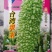台湾翠玉苦瓜种子，高产，一条约一斤半左右，