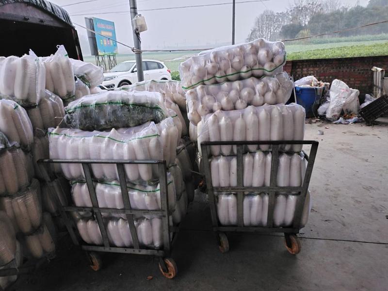（热卖）四川南充精品白萝卜大量上市8000亩基地货