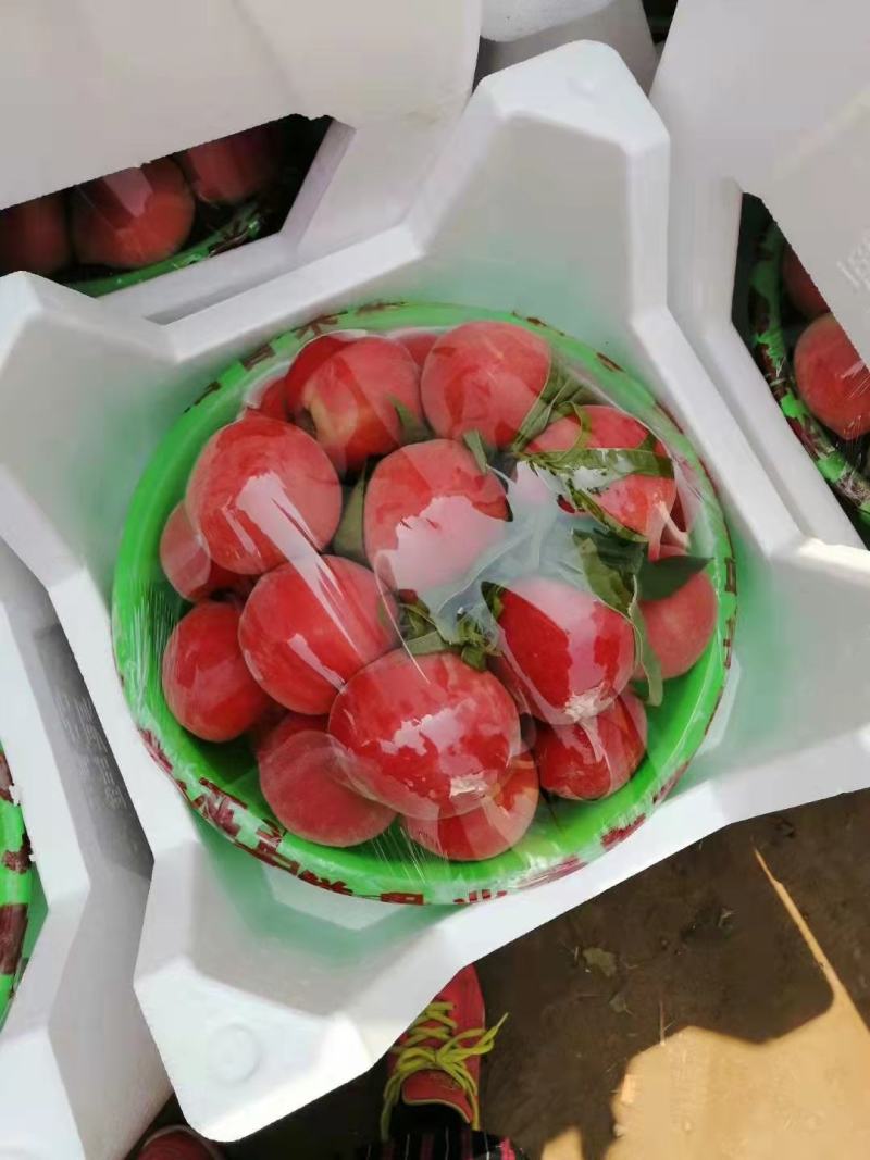 【桃】精品春雪桃大量上市一手货品【坏单包赔】