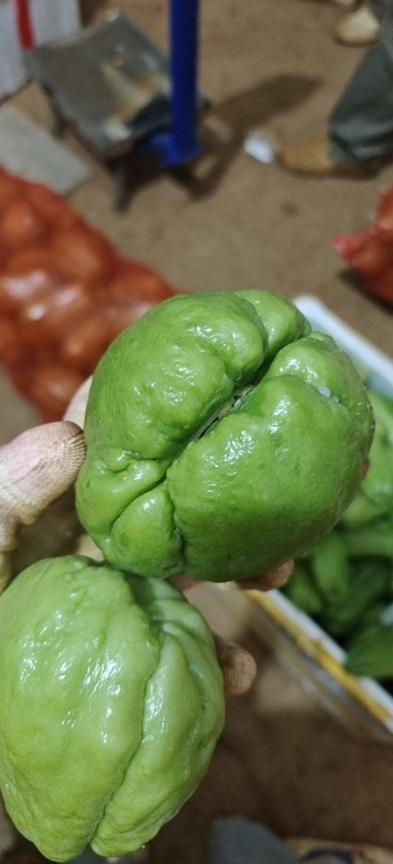 佛手瓜种大量供应，一手货源