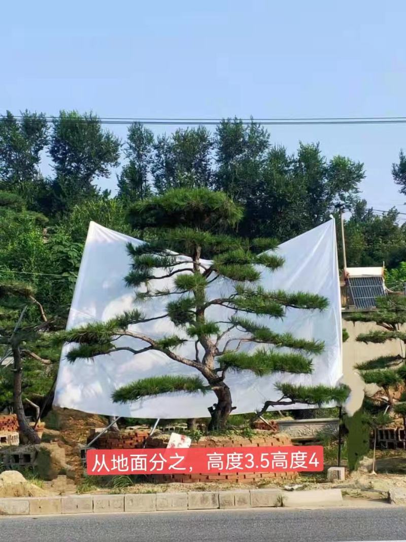 造型松