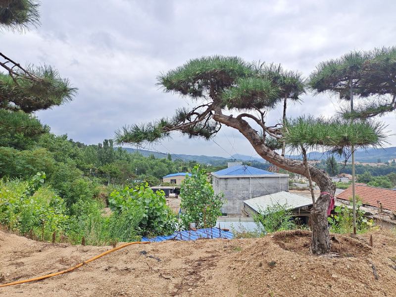 造型松