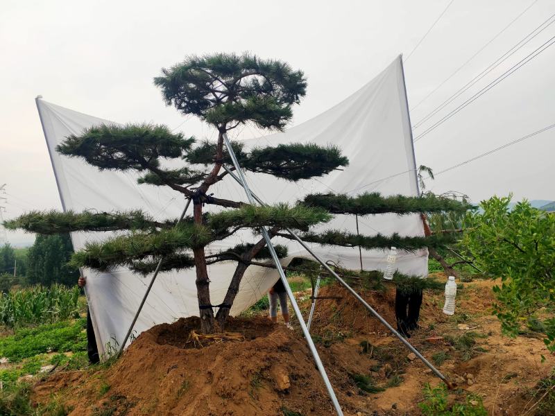 造型松