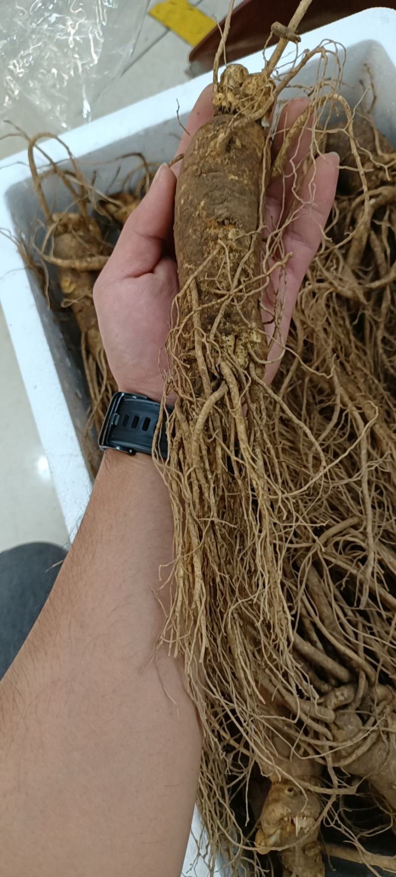 鲜人参