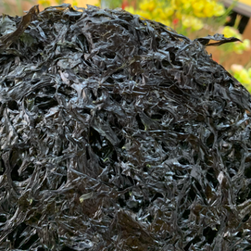南澳头水紫菜批发市场实体，电商实体微商专供一件代发