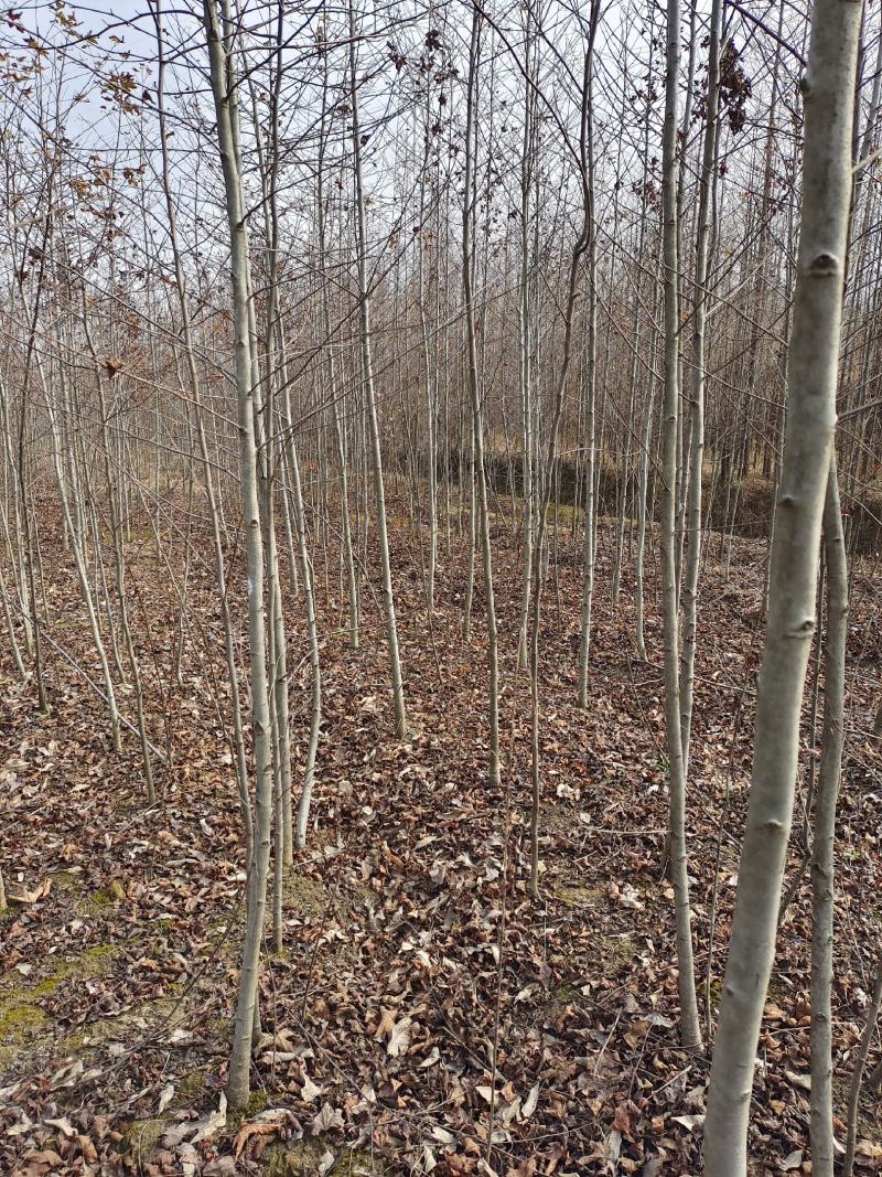 枫香小苗批发，江西枫香小苗基地，常年供应枫香苗