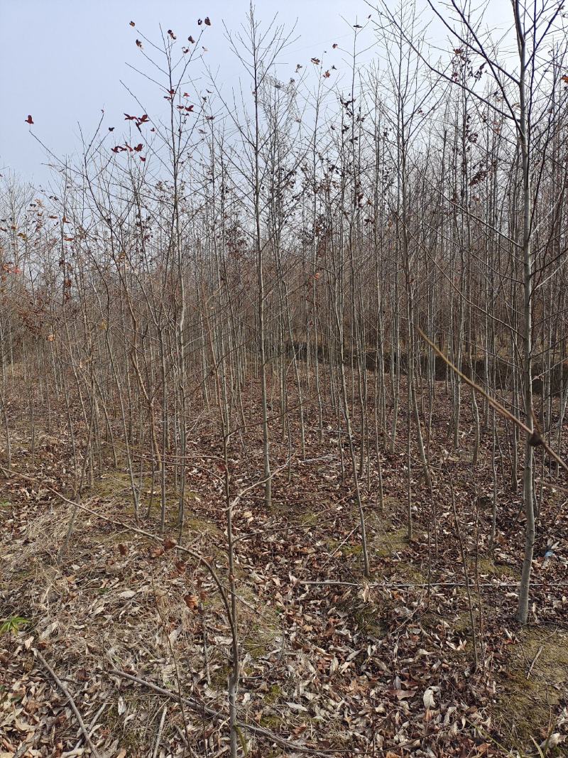 枫香小苗批发，江西枫香小苗基地，常年供应枫香苗