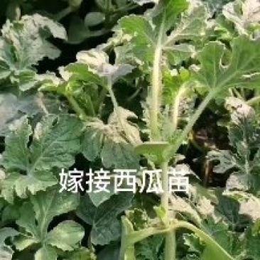 嫁接甜王西瓜苗美都西瓜苗2K，4K西瓜苗，品种保证包邮到