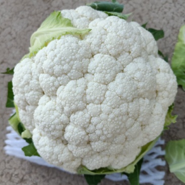 云南高原优质花菜
