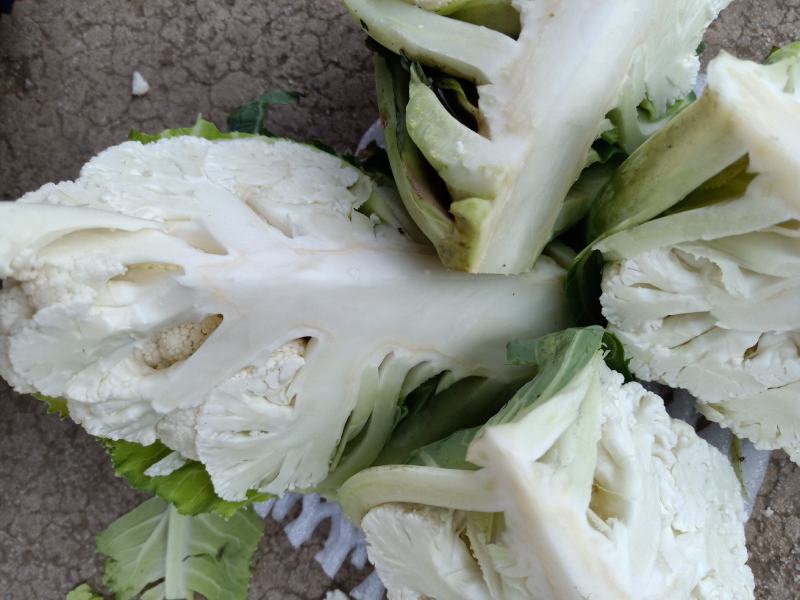 云南高原优质花菜