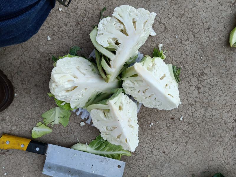 云南高原优质花菜