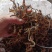 干豆角野豆角！3斤起批肉质软而不硬产地直发