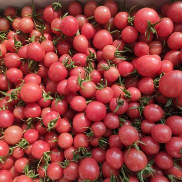 高温樱桃小西红柿，颜色红亮，囗干酸甜，每个十五克左右。