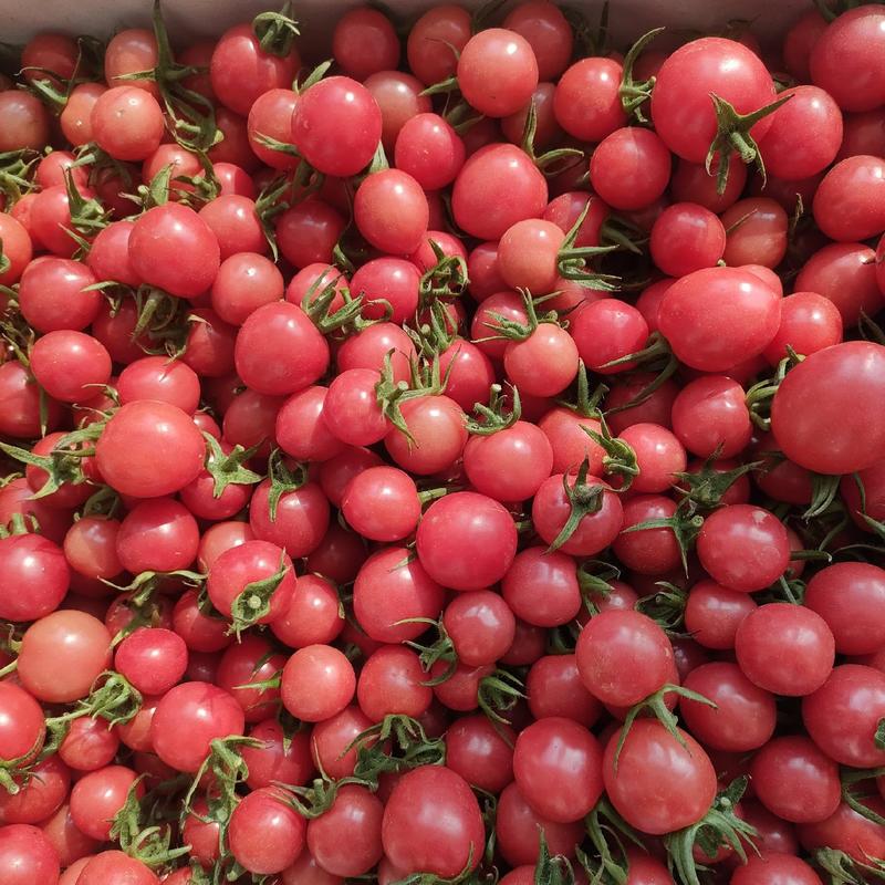 高温樱桃小西红柿，颜色红亮，囗干酸甜，每个十五克左右。