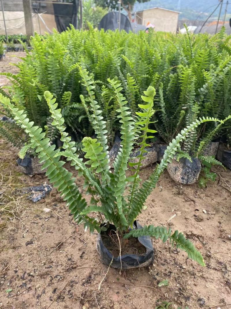 排骨草，各种规格有需要的联系量大优惠欢迎新老客户下单。