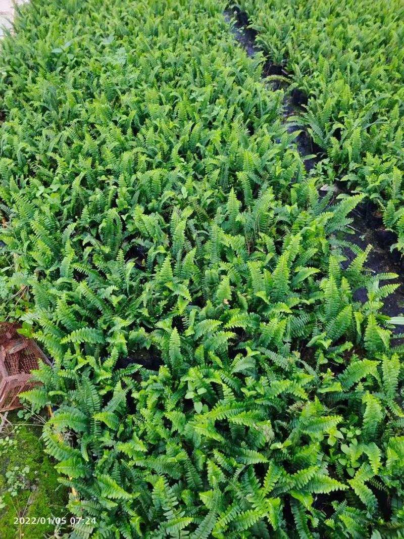 排骨草，各种规格有需要的联系量大优惠欢迎新老客户下单。