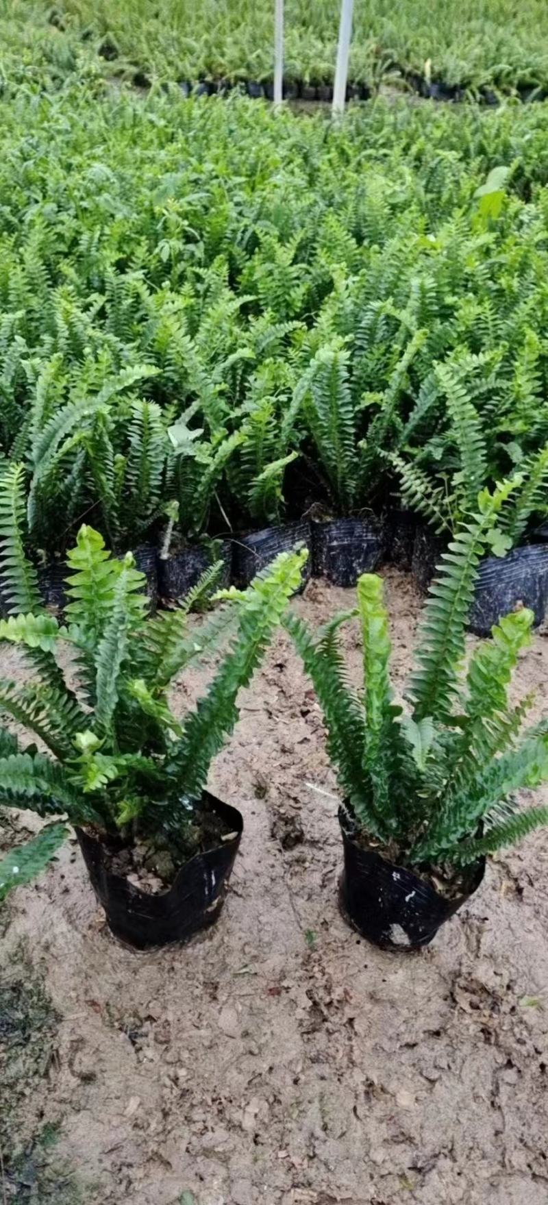 排骨草，各种规格有需要的联系量大优惠欢迎新老客户下单。
