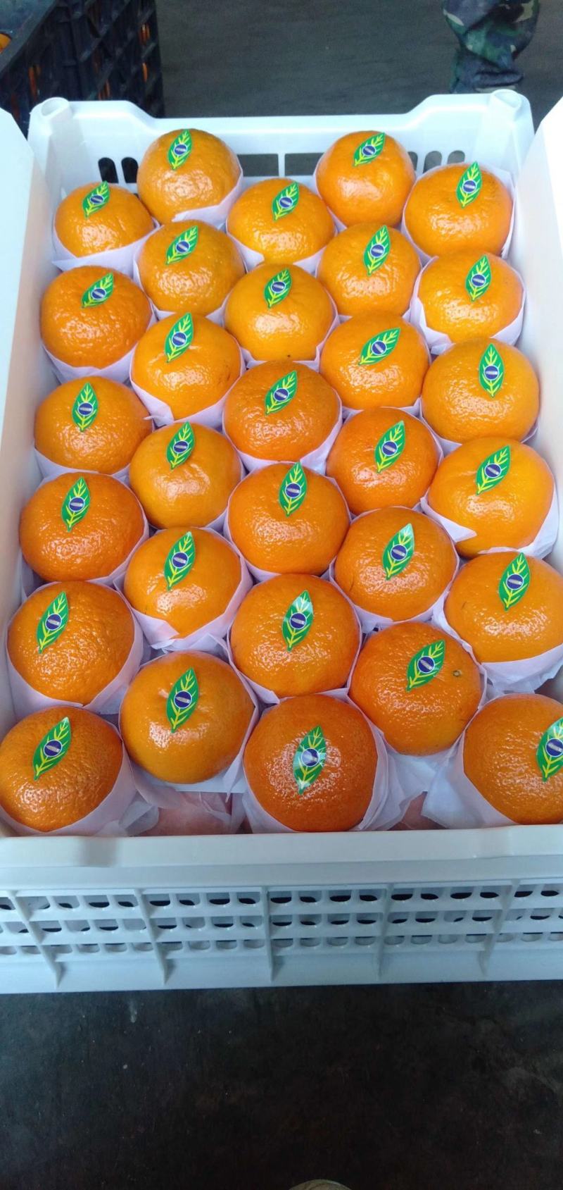 云南沃柑颜色好，个头均匀，糖分高，口感甜产地直销价格实惠