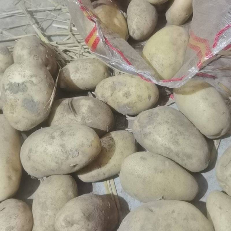 精品黄心土豆大甩卖，农家种植，皮薄个头大，等级多