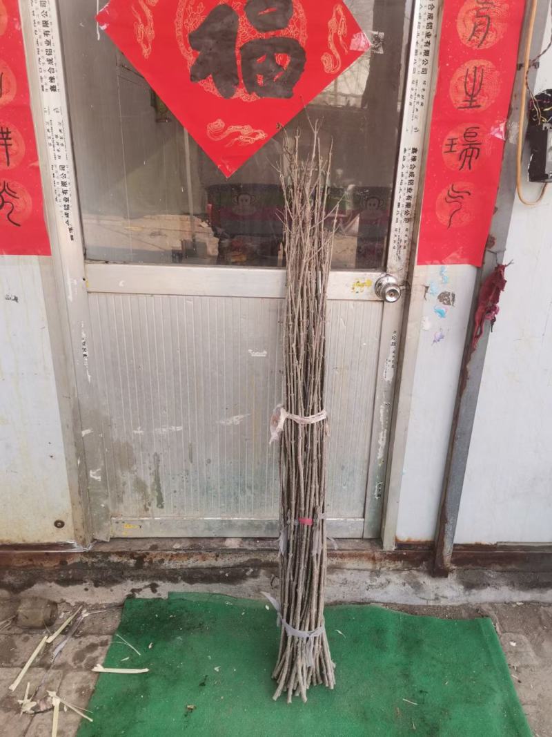 黄丁香，丁香树，金园丁香，北京丁香，潍坊，接穗嫁接条