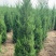 塔柏，2.5米到3米，其他规格也有，量大需要的联系