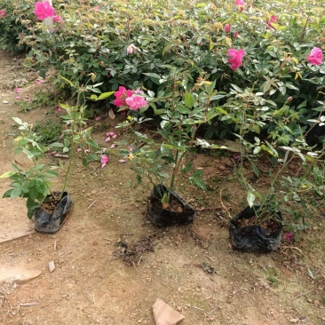 月季花，各种颜色规格有需要的联系量大优惠，欢迎新老客户单