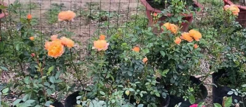 月季花，各种颜色规格有需要的联系量大优惠，欢迎新老客户单