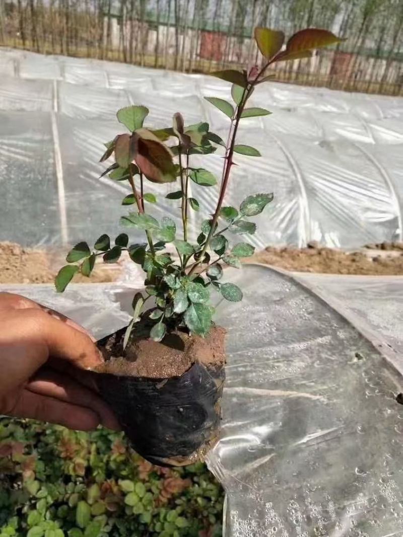 月季花，各种颜色规格有需要的联系量大优惠，欢迎新老客户单